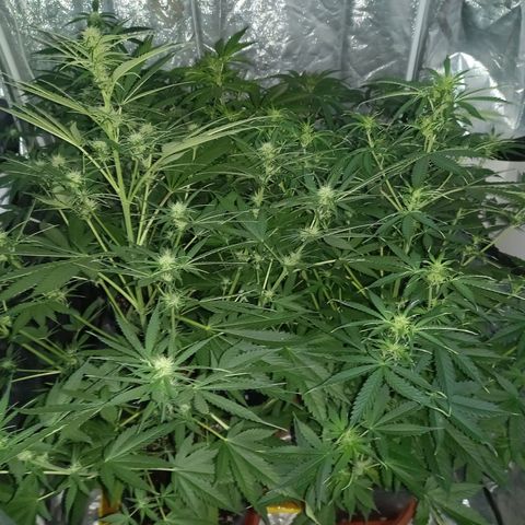 Génétique inconnue growlog photo: Les étoiles 🌟