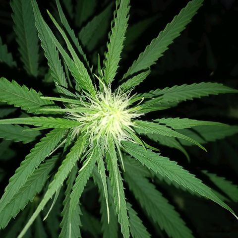 Génétique inconnue growlog photo: Les étoiles 🌟
