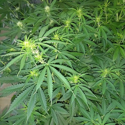 Génétique inconnue growlog photo: Les étoiles 🌟