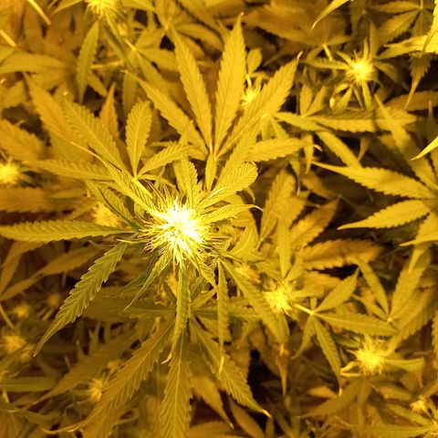 Génétique inconnue growlog photo: 9h