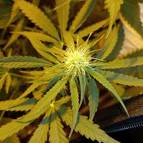 Génétique inconnue growlog photo: 9h