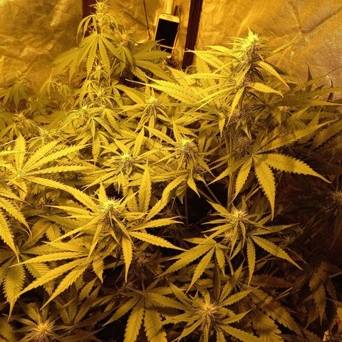 Génétique inconnue growlog photo: 9h