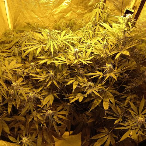 Génétique inconnue growlog photo: 9h