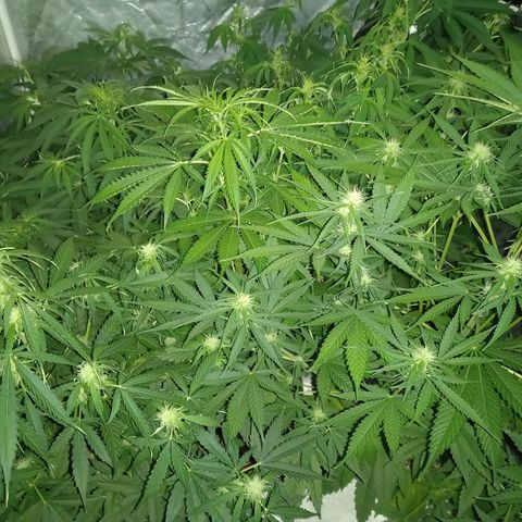 Génétique inconnue growlog timeline photo