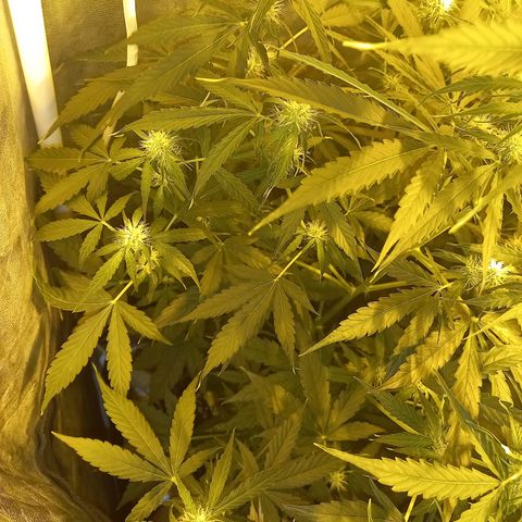 Génétique inconnue growlog timeline photo