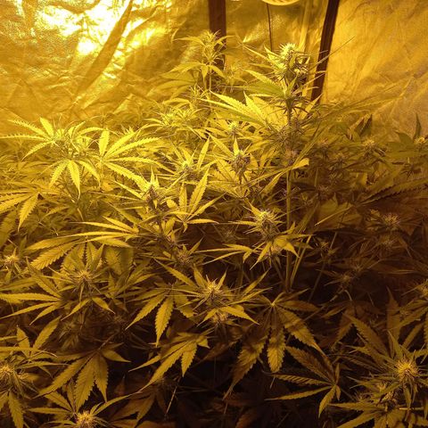 Génétique inconnue growlog timeline photo