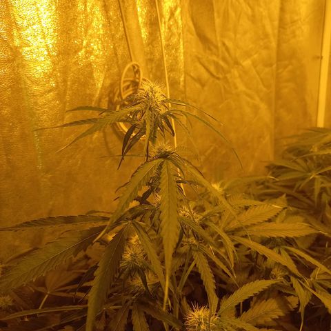 Génétique inconnue growlog timeline photo