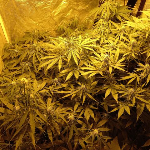 Génétique inconnue growlog timeline photo