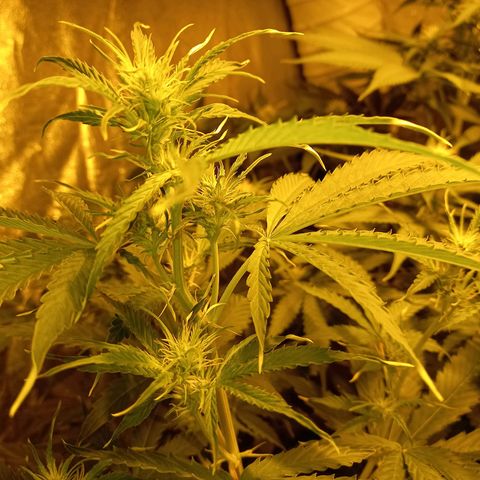 Génétique inconnue growlog timeline photo