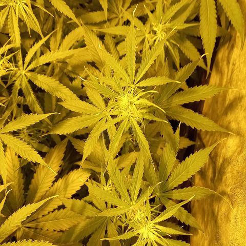 Génétique inconnue growlog timeline photo