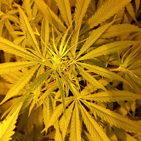 Génétique inconnue growlog timeline photo