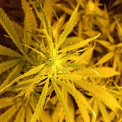 Génétique inconnue growlog timeline photo