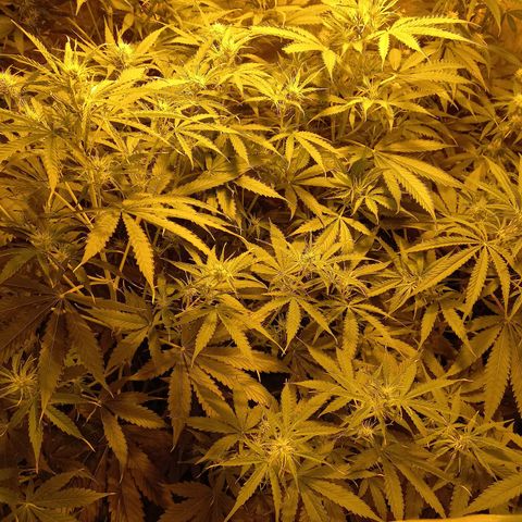 Génétique inconnue growlog timeline photo