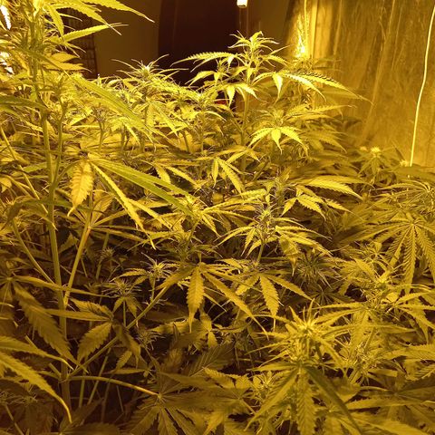 Génétique inconnue growlog timeline photo