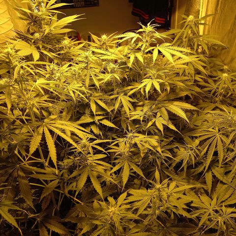 Génétique inconnue growlog timeline photo