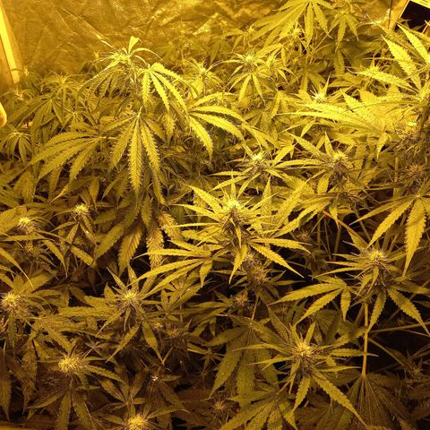 Génétique inconnue growlog timeline photo
