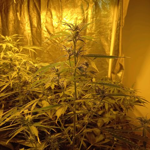 Génétique inconnue growlog timeline photo