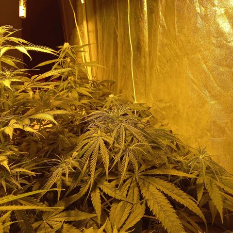 Génétique inconnue growlog timeline photo
