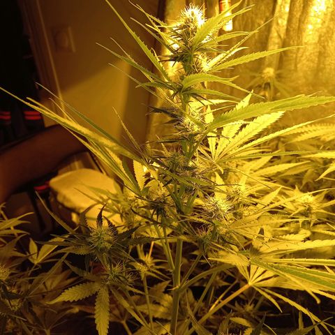 Génétique inconnue growlog timeline photo