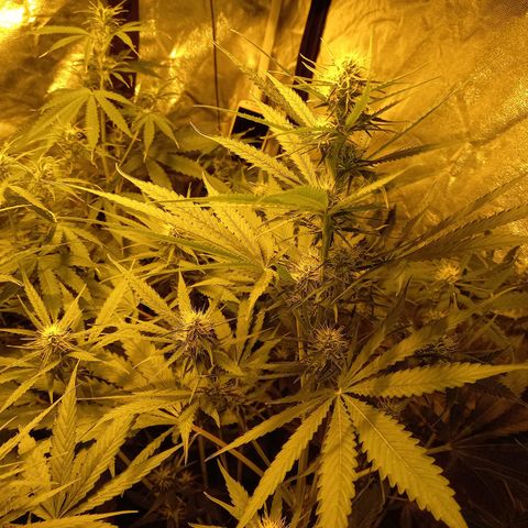 Génétique inconnue growlog timeline photo