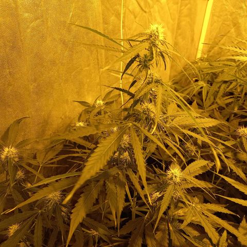 Génétique inconnue growlog timeline photo