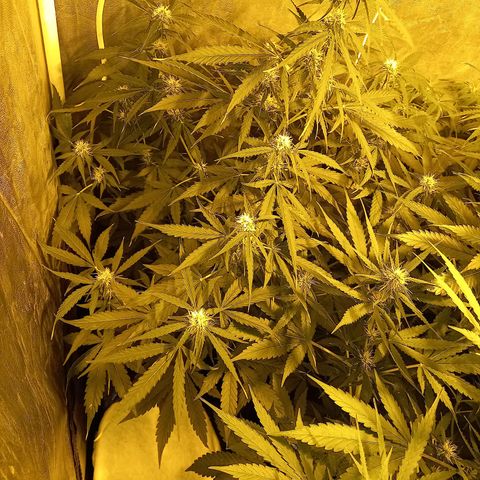 Génétique inconnue growlog timeline photo
