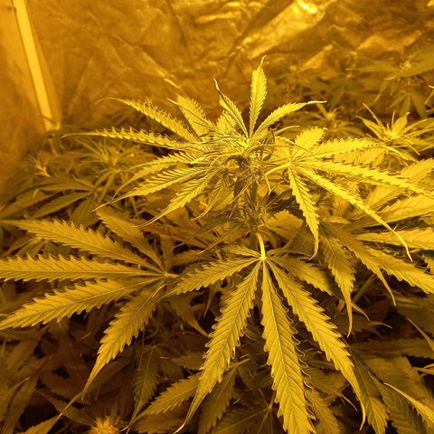 Génétique inconnue growlog timeline photo