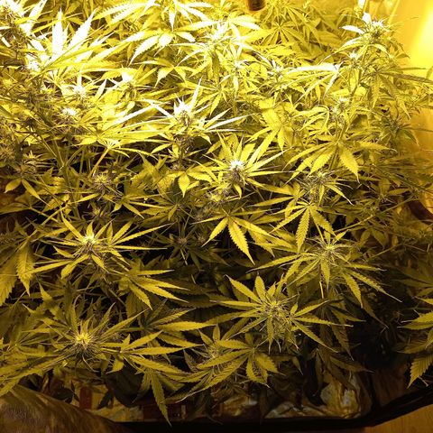 Génétique inconnue growlog timeline photo