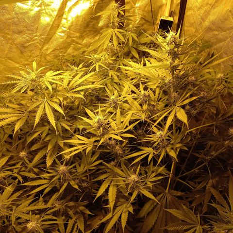 Génétique inconnue growlog timeline photo