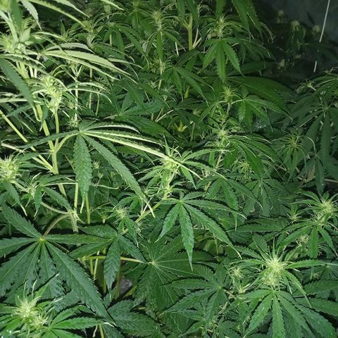 Génétique inconnue growlog timeline photo