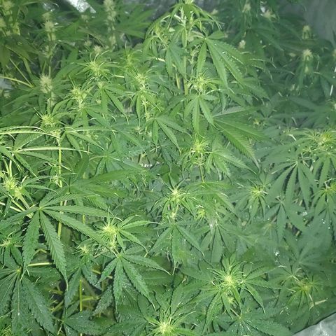 Génétique inconnue growlog timeline photo