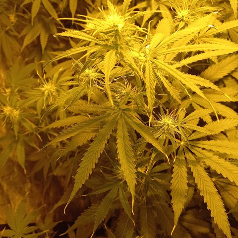 Génétique inconnue growlog timeline photo