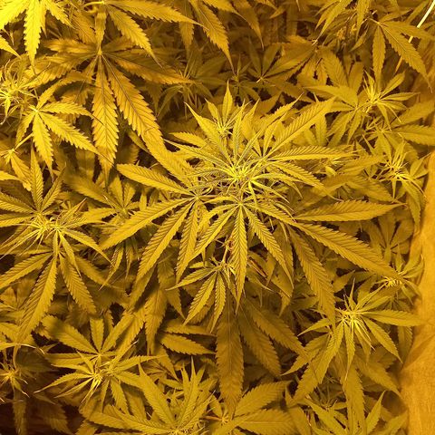 Génétique inconnue growlog timeline photo