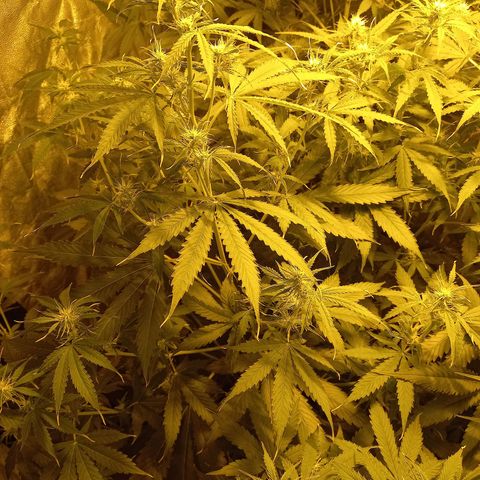 Génétique inconnue growlog timeline photo