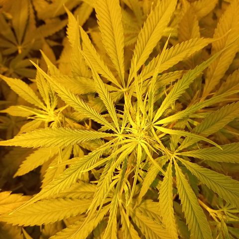 Génétique inconnue growlog timeline photo