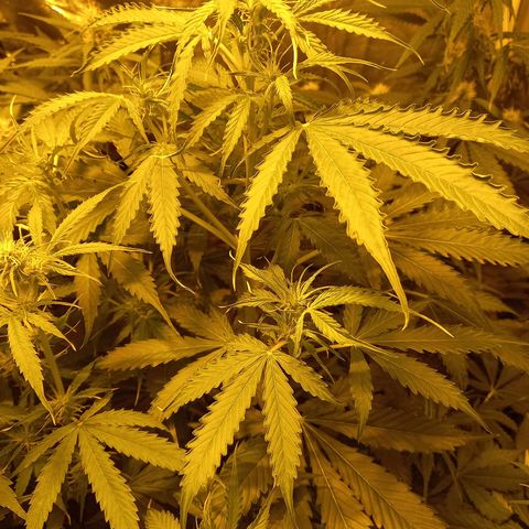Génétique inconnue growlog timeline photo