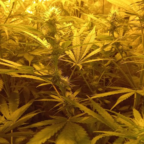 Génétique inconnue growlog timeline photo