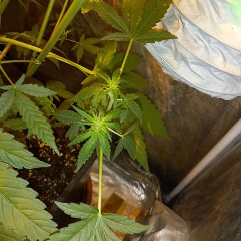 Génétique inconnue growlog timeline photo