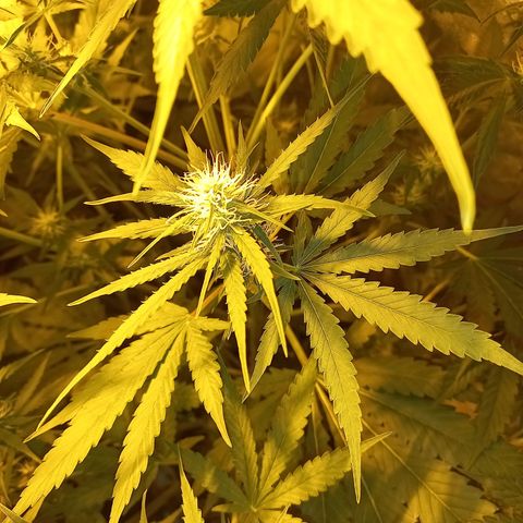 Génétique inconnue growlog timeline photo