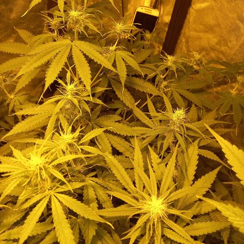 Génétique inconnue growlog timeline photo