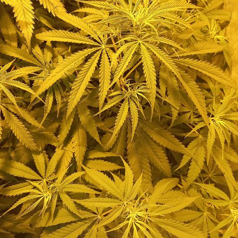 Génétique inconnue growlog timeline photo