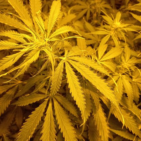 Génétique inconnue growlog photo: 18h 