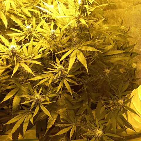 Génétique inconnue growlog photo: 18h 