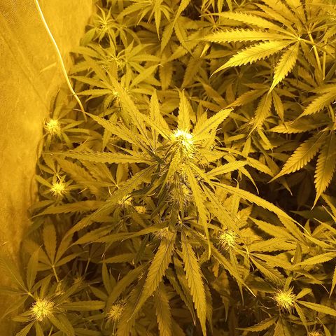 Génétique inconnue growlog photo: 18h 