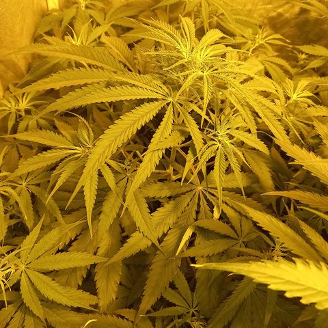 Génétique inconnue growlog photo: 18h 