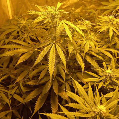 Génétique inconnue growlog photo: 18h 