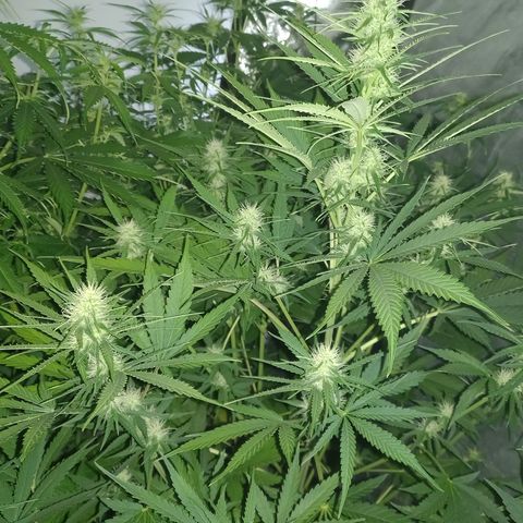 Génétique inconnue growlog timeline photo