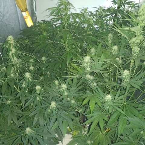 Génétique inconnue growlog timeline photo