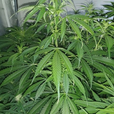Génétique inconnue growlog timeline photo