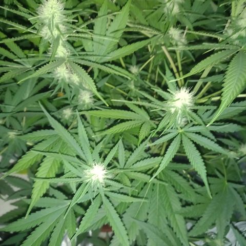 Génétique inconnue growlog timeline photo
